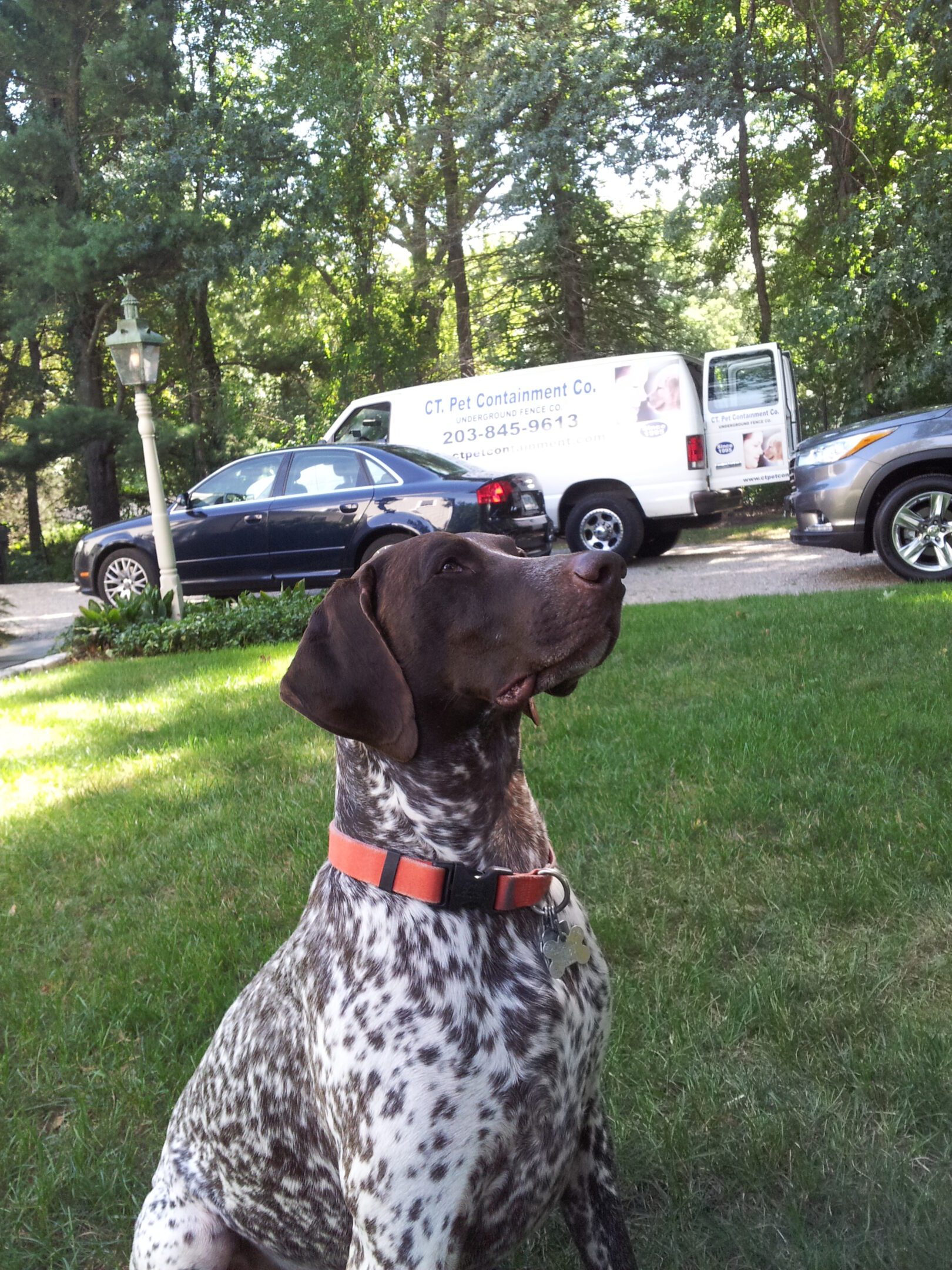 Hamlet Fairfield, CT A dog sitting in the grass near some cars.