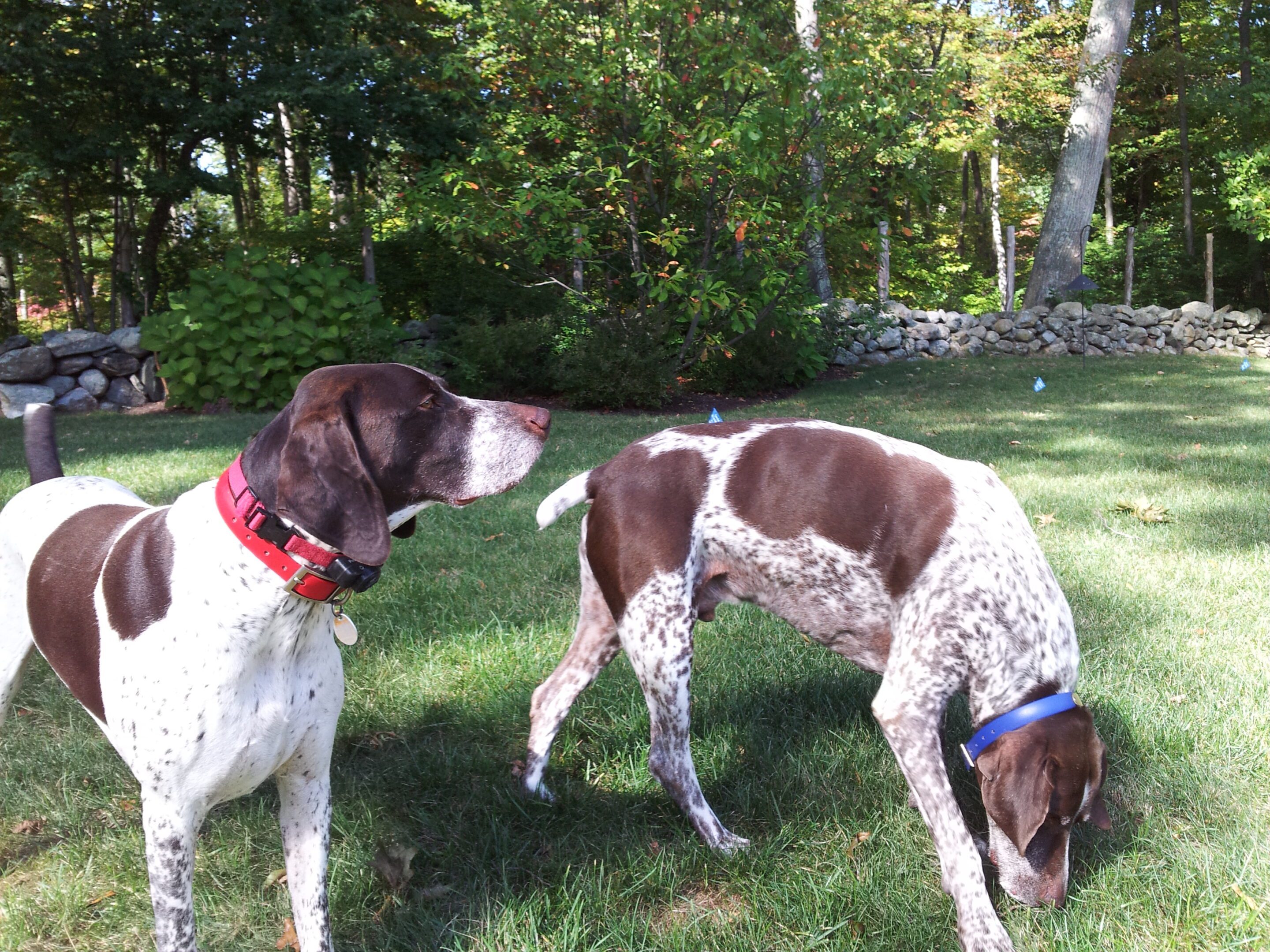 Mickey & Ozzy Weston, CT Two dogs in a field with trees behind them