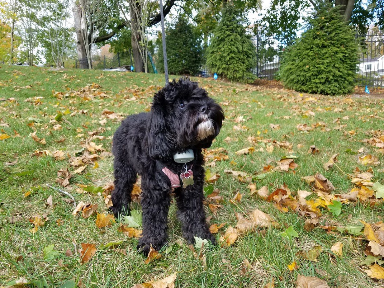 Posey, New Canaan CT A black dog standing in the grass with leaves around.
