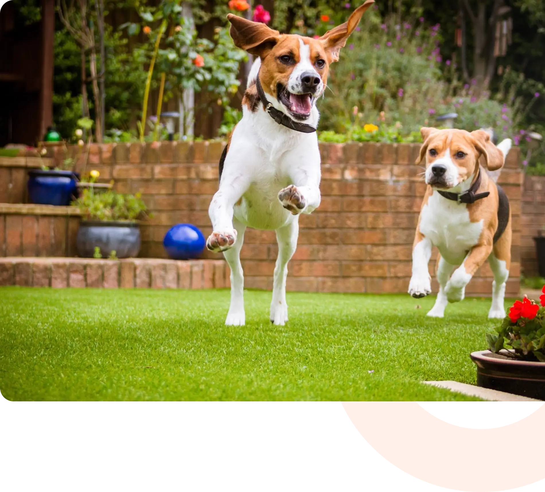 Connecticut Pet Containment