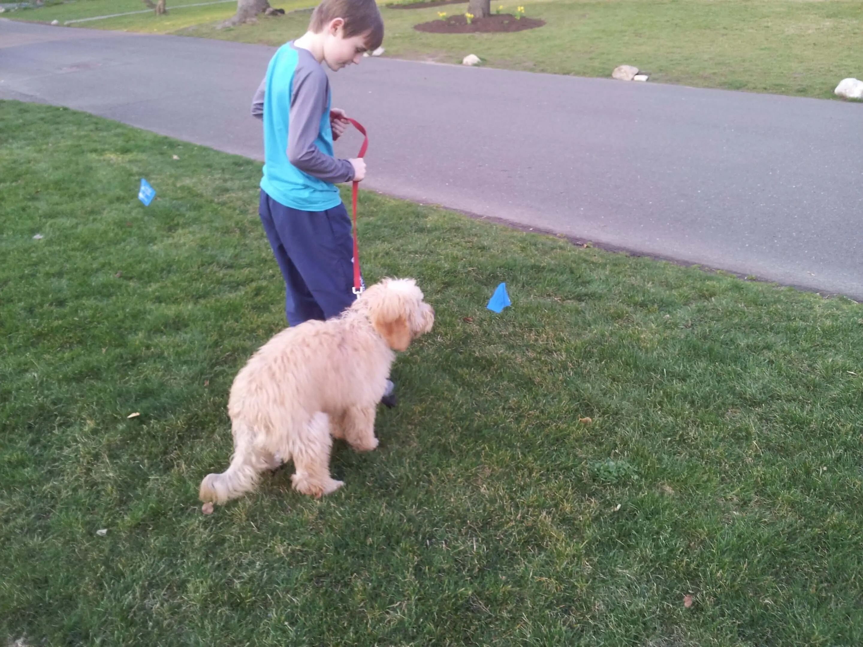 Connecticut Pet Containment